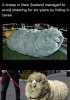 woolyWooly.jpg