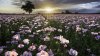 lovely-sunset-over-the-flowery-field-4838-1920x1080.jpeg