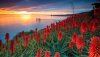 sunset-over-exotic-flowers-35328-1280x800-1.jpg