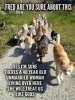 cats.jpeg