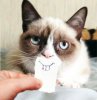 happy-grumpy-cat-14.jpg