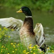 Duckzz
