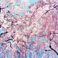 Cherry Blossom