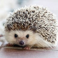 Mr.Hedgehog