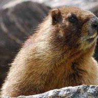 GrumpyMarmot