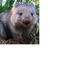 wombat