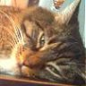 MyCatMaggie