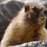 GrumpyMarmot