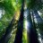 sempervirens