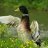Duckzz