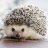 Mr.Hedgehog