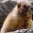 GrumpyMarmot