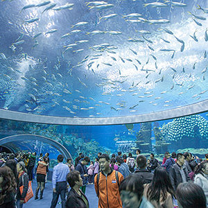 Largest-underwater-viewing-dome-main_tcm25-19943.jpg